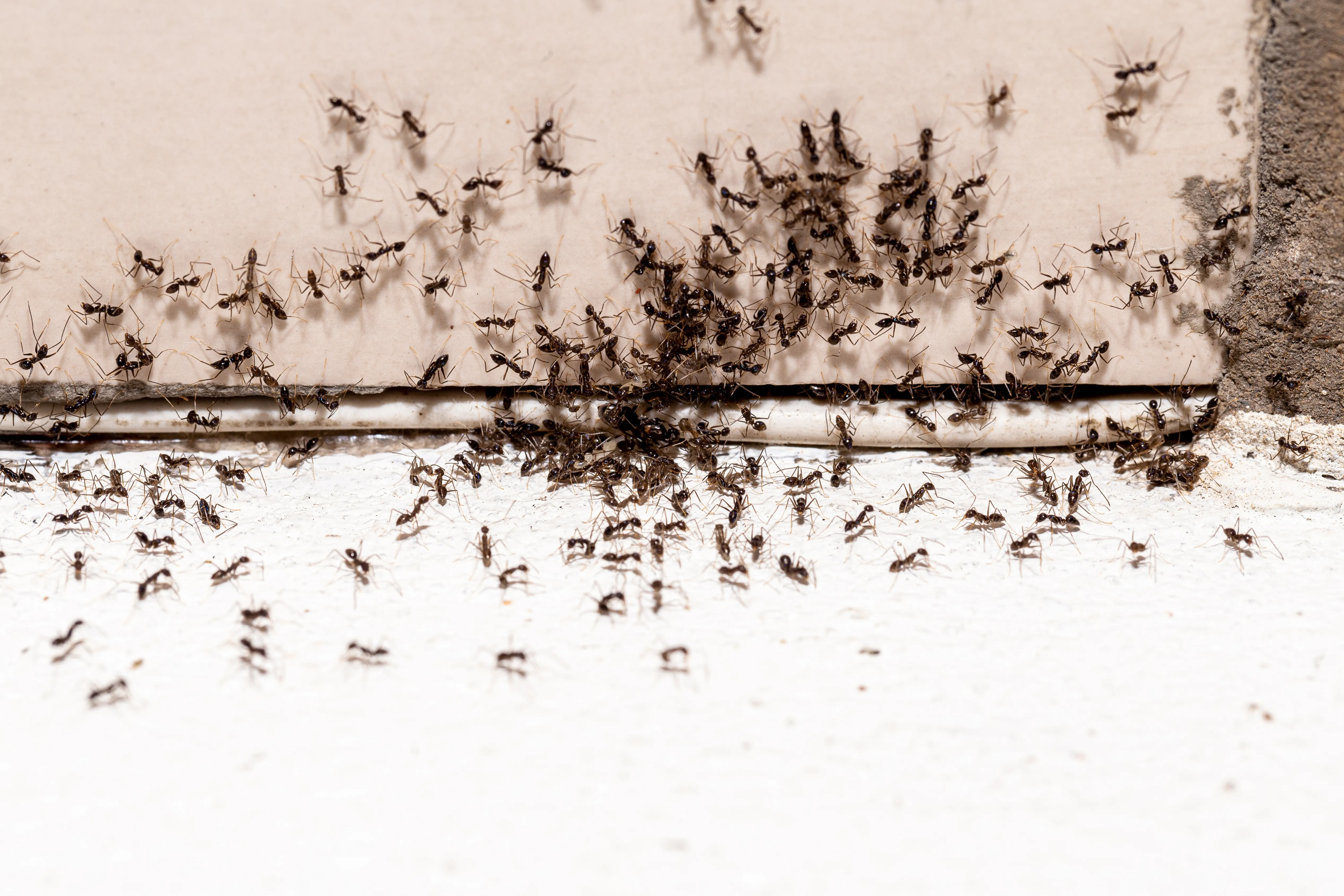 Ants Pest Control Abu Dhabi